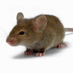 Домашняя мышь