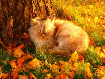 Кот