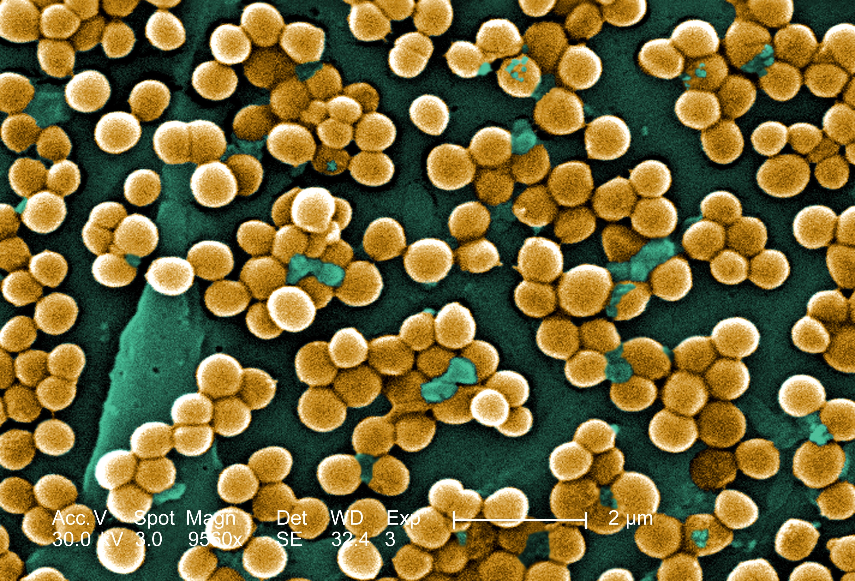 CDC-10046-MRSA
