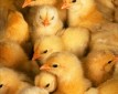 Почему цыплята не держатьсяна на ногах?